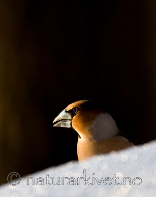 BB 09 0203 / Coccothraustes coccothraustes / Kjernebiter